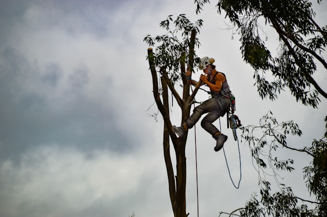 Why Professional Tree Removal Services are a Must-Have in Sydney